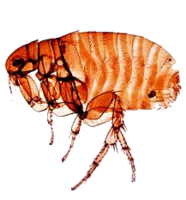 insects & flea free transparent png image.