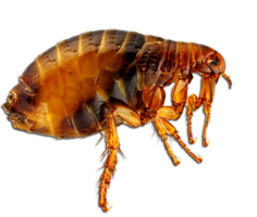 insects & flea free transparent png image.