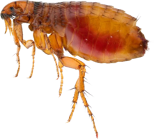 insects & flea free transparent png image.