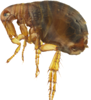 insects & Flea free transparent png image.