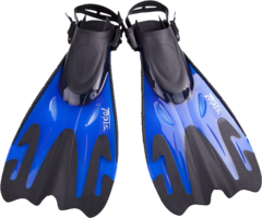 sport & flippers free transparent png image.