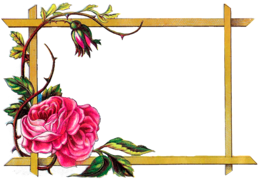 flowers & floral frame free transparent png image.