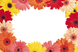 flowers & floral frame free transparent png image.