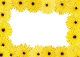 flowers & Floral frame free transparent png image.