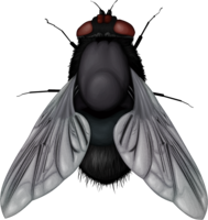 insects & Fly free transparent png image.