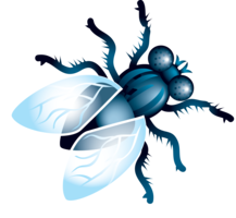 insects & Fly free transparent png image.