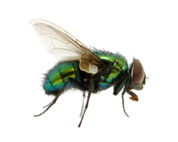 insects & Fly free transparent png image.