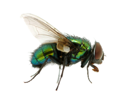 insects & fly free transparent png image.