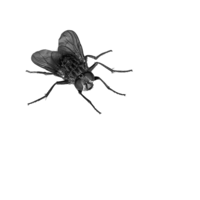 insects & Fly free transparent png image.