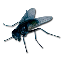 insects & fly free transparent png image.