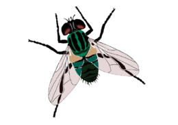 insects & Fly free transparent png image.