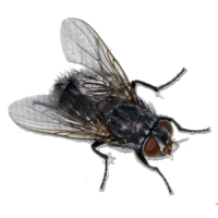 insects & Fly free transparent png image.