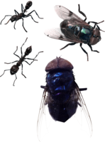 insects & fly free transparent png image.