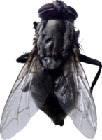 insects & Fly free transparent png image.