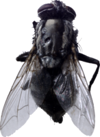 insects & fly free transparent png image.