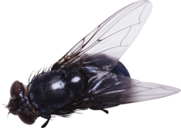 insects & fly free transparent png image.