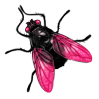 insects & Fly free transparent png image.