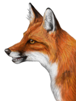 animals & fox free transparent png image.