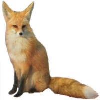 animals & Fox free transparent png image.