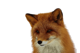 animals & fox free transparent png image.