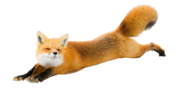 animals & fox free transparent png image.