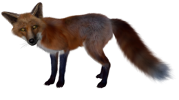 animals & Fox free transparent png image.