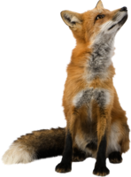 animals & Fox free transparent png image.