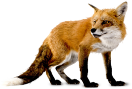 animals & Fox free transparent png image.