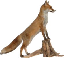 animals & Fox free transparent png image.