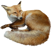 animals & fox free transparent png image.