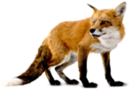 animals & Fox free transparent png image.