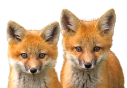 animals & fox free transparent png image.