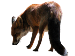 animals & Fox free transparent png image.