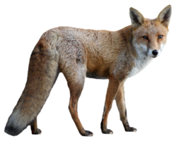 animals & Fox free transparent png image.