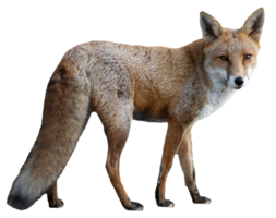 animals & fox free transparent png image.