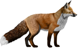 animals & Fox free transparent png image.