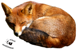 animals & fox free transparent png image.