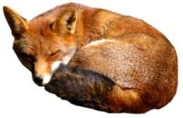 animals & Fox free transparent png image.