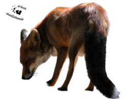 animals & Fox free transparent png image.
