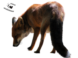 animals & fox free transparent png image.