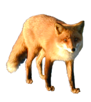 animals & fox free transparent png image.