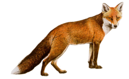 animals & Fox free transparent png image.