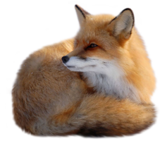 animals & Fox free transparent png image.