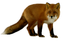 animals & Fox free transparent png image.