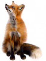 animals & fox free transparent png image.