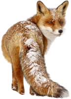 animals & Fox free transparent png image.