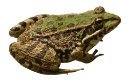 animals & frog free transparent png image.