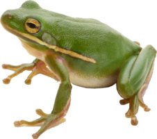 animals & frog free transparent png image.