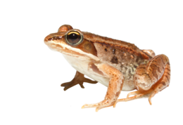 animals & frog free transparent png image.