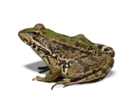 animals & frog free transparent png image.